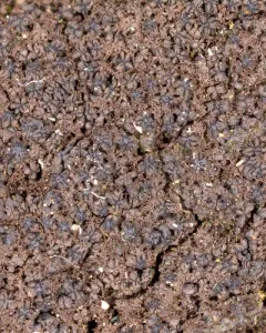 spiral tarcrust thumbnail 3