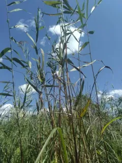 Cosmopterix nitens thumbnail 1