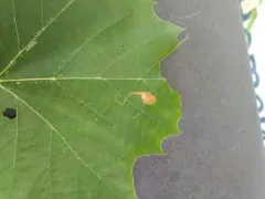 Ectoedemia clemensella thumbnail 2