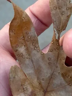Tubakia Leaf Blotch thumbnail 4