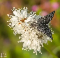 Sympistis wilsoni thumbnail 2