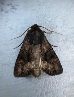Burgess' Apamea Moth thumbnail 2