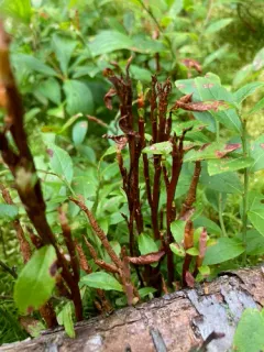 Huckleberry Broom Rust Fungus thumbnail 4