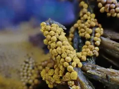 Saffron Soldiers thumbnail 4