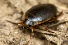 Rhantus gutticollis thumbnail 3