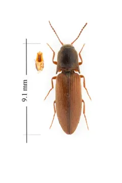 Quebec Click Beetle thumbnail 3