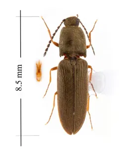Gambrinus confusus thumbnail 3