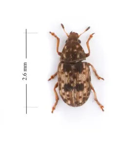 Smut Fungus Weevil thumbnail 3
