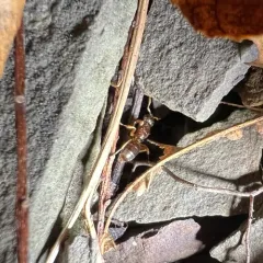 Common Citronella Ant thumbnail 2