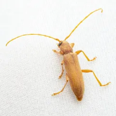 Pubescent Long-horned Beetle thumbnail 2