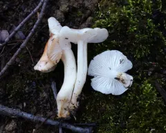 Rosy Brown Waxy Cap thumbnail 2