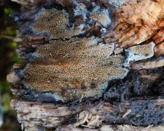 Mycoacia fuscoatra thumbnail 3