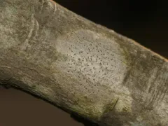 Arthonia granosa thumbnail 3