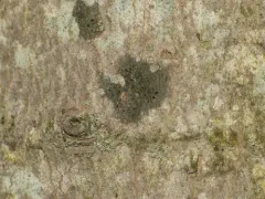 Arthonia apatetica thumbnail 2