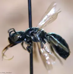 Ceratina mikmaqi thumbnail 3