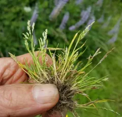 Early Meadow-grass thumbnail 4