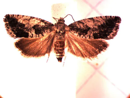 Cydia flexiloqua