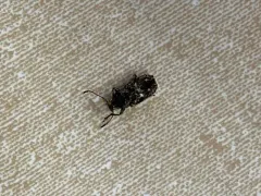Eurymycter tricarinatus thumbnail 1
