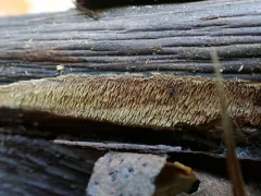 Mycoacia fuscoatra thumbnail 4