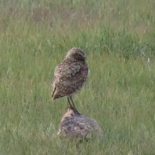 Burrowing Owl