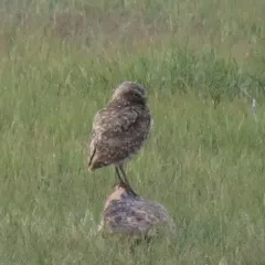 Burrowing Owl thumbnail 1