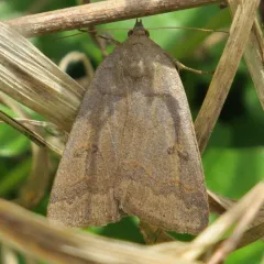 Common Oak Moth thumbnail 3