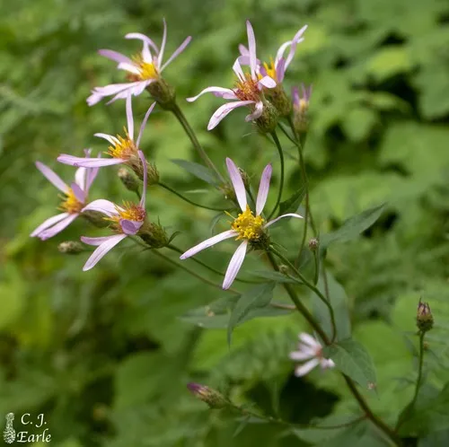 Engelmann's aster