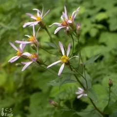 Engelmann's aster thumbnail 1