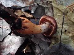 Cortinarius tiffanyae thumbnail 2