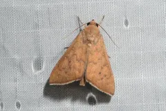 Okra Leafworm Moth thumbnail 4