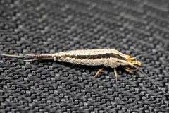 Rocky Mountain Golden Bristletail thumbnail 3