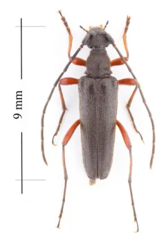 Idiopidonia pedalis thumbnail 3