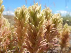 pale paintbrush thumbnail 2