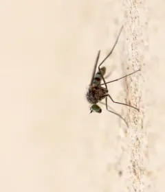 Liancalus genualis thumbnail 4