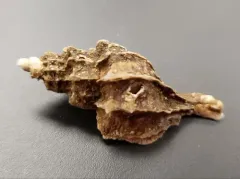 Boreotrophon alaskanus thumbnail 1