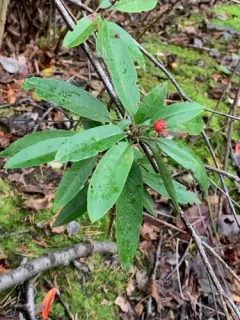 David's photinia thumbnail 3