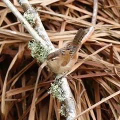 Marsh Wren thumbnail 4
