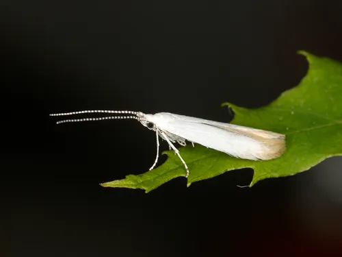 Chestnut Casebearer Moth