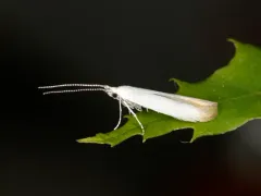 Chestnut Casebearer Moth thumbnail 1