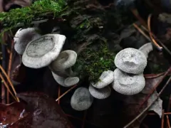 Entoloma albogriseum thumbnail 1