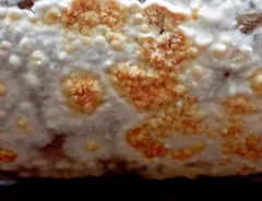Leucogyrophana mollusca thumbnail 2