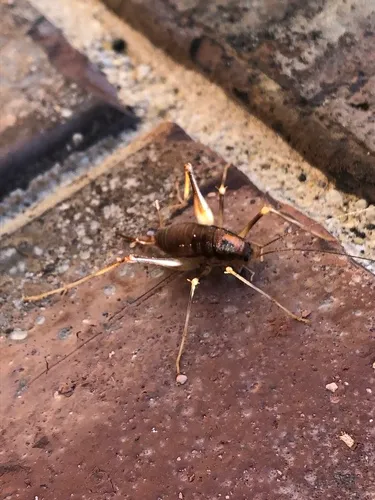 Atachycines apicalis