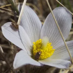 North American Tarnished Plant Bug thumbnail 4