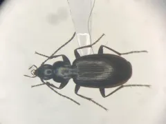 Agonum thoreyi thumbnail 1