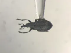 Perapion curtirostre thumbnail 3