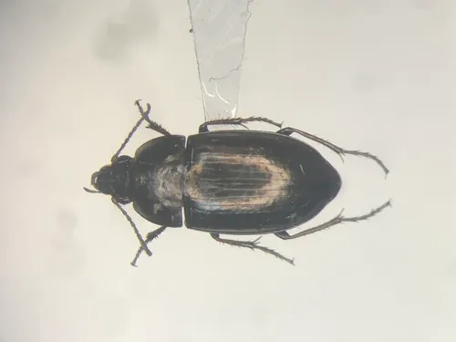 Amara glacialis