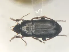 Harpalus opacipennis thumbnail 1