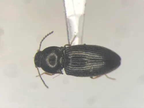 Swelling Click Beetle