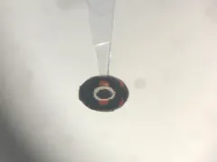Lateral Sigil Lady Beetle thumbnail 2