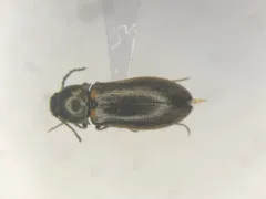 Decorated Click Beetle thumbnail 2